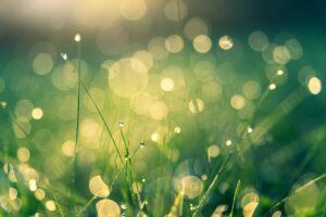 hyperfocus on grass with morning dew